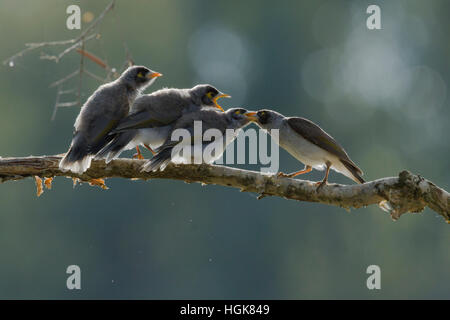 Noisy Miner - allaitement Parent trois oisillons sur branch rétroéclairé Manorina melanocephala Gold Coast Queensland, Australie BI030553 Banque D'Images