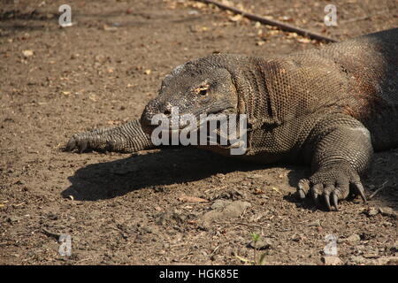 L'île de Komodo, Indonésie Banque D'Images