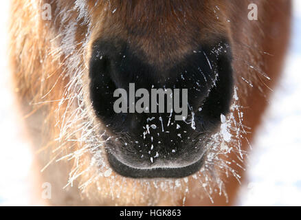 Museau couvert de givre sur un cheval islandais de race sur un froid matin d'hiver Banque D'Images