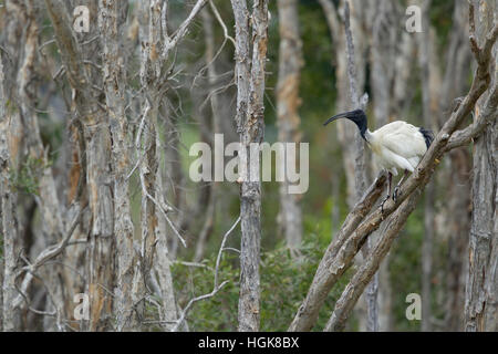 Ibis blanc australien - sur site de nidification Threskiornis moluccus Brisbane Queensland, Australie BI030594 Banque D'Images