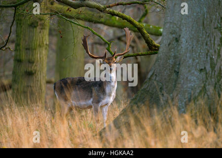 Daims Cervus dama buck en hiver à Holkham Norfolk Banque D'Images