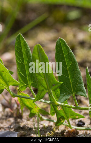 Acker-Winde, Ackerwinde, Blatt, Blätter, Convolvulus arvensis, le liseron des champs Banque D'Images