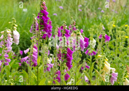 Fingerhut Blumen - les fleurs violettes digitale commune en été Banque D'Images