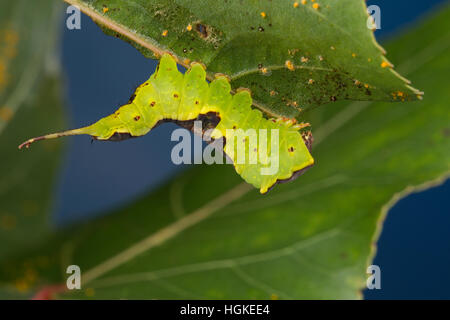 Kleiner, Gabelschwanz Espen-Gabelschwanz Espengabelschwanz Raupe,,, Furcula bifida, Harpyia bifida, Cerura bifida, Harpyia hermelina peuplier, chaton, c Banque D'Images