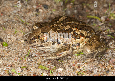 Knoblauchkröte Knoblauch-Kröte Kröte,,, Pelobates fuscus, crapaud commun, crapaud, l'ail, Krötenfrosch Schaufelkröte Banque D'Images