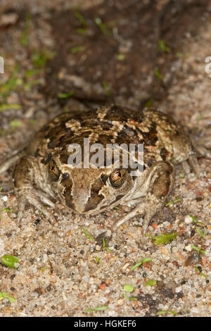 Knoblauchkröte Knoblauch-Kröte Kröte,,, Pelobates fuscus, crapaud commun, crapaud, l'ail, Krötenfrosch Schaufelkröte Banque D'Images