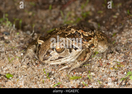 Knoblauchkröte Knoblauch-Kröte Kröte,,, Pelobates fuscus, crapaud commun, crapaud, l'ail, Krötenfrosch Schaufelkröte Banque D'Images