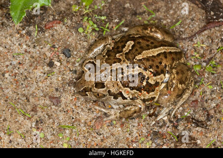 Knoblauchkröte Knoblauch-Kröte Kröte,,, Pelobates fuscus, crapaud commun, crapaud, l'ail, Krötenfrosch Schaufelkröte Banque D'Images