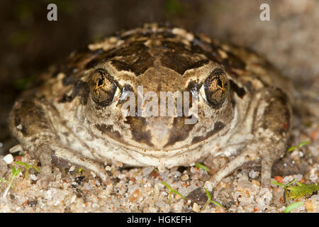 Knoblauchkröte Knoblauch-Kröte,, Portrait, Kröte, Pelobates fuscus, crapaud commun, crapaud, l'ail, Krötenfrosch Schaufelkröte Banque D'Images