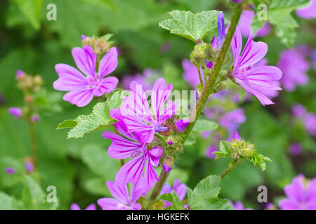 Wilde Malve mauve - Malva sylvestris, une plante médicinale Banque D'Images