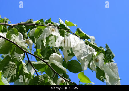 Taschentuchbaum oder Davidia involucrata - dove-tree ou Davidia involucrata au printemps Banque D'Images