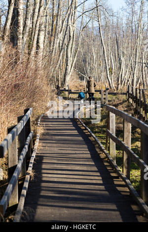 Voie de Passage / pied / chemin / sentier de promenade touristes / les randonneurs en marais de Lavours Réserve naturelle nationale, Ain, France Banque D'Images