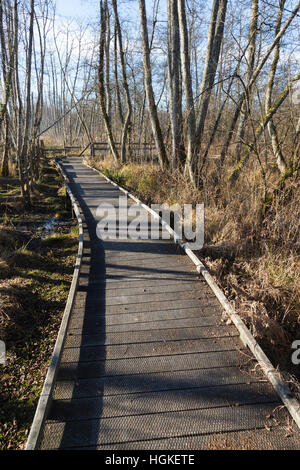 Voie de Passage / pied / chemin / sentier de promenade touristes / les randonneurs en marais de Lavours Réserve naturelle nationale, Ain, France Banque D'Images