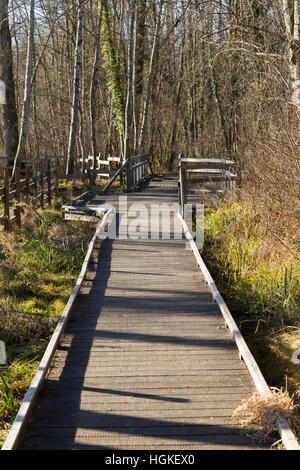 Voie de Passage / pied / chemin / sentier de promenade touristes / les randonneurs en marais de Lavours Réserve naturelle nationale, Ain, France Banque D'Images