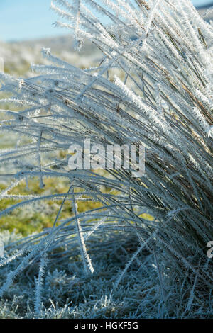 Givre sur l'herbe dans les Scottish Borders. L'Ecosse Banque D'Images