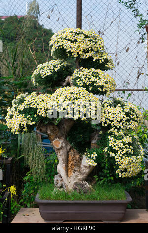 Bonsai arbre avec fleurs chrysanthème blanc Banque D'Images