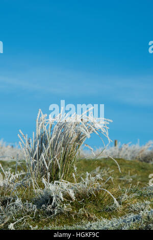 Givre sur l'herbe tuft contre un ciel bleu. Scottish Borders. Dumfries et Galloway. L'Ecosse Banque D'Images