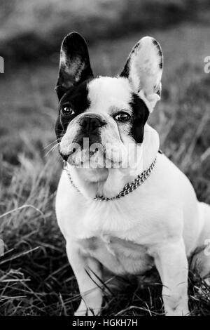 Portrait noir et blanc d'un bouledogue français Banque D'Images