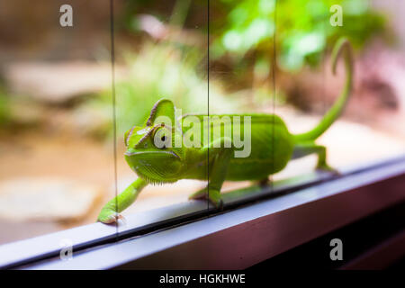 Caméléon en terrarium en verre Banque D'Images