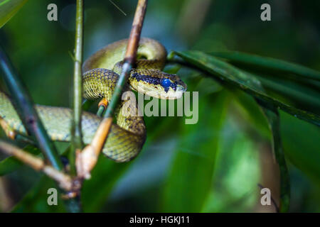 Sri Lanka pit viper dans la forêt de Sinharaja réserve naturelle, Sri Lanka ; espèce Trimeresurus trigonocephalus de famille Viperidae Banque D'Images