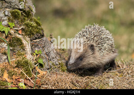 Hérisson d'Europe occidentale (Erinaceus europaeus), alimentation, Suisse Banque D'Images