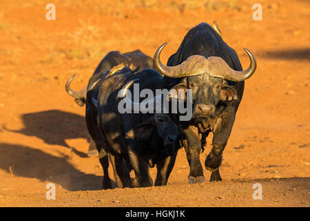 Buffle (Syncerus caffer) Baccalauréat en troupeau, à marcher en direction de photographe, KwaZulu Natal, Afrique du Sud Banque D'Images