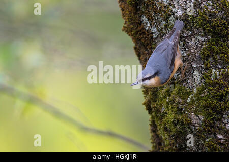 Sittelle Torchepot (Sitta europaea), des profils sur l'arbre, Mies, Suisse Banque D'Images