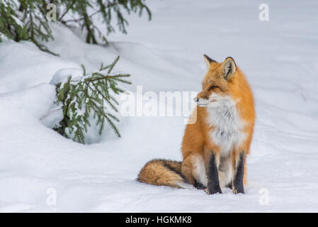 Le Renard roux Vulpes vulpes chasse en Amérique du Nord l'établissement d'hiver Banque D'Images