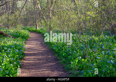 Virginia Bluebells, Mertensia virginica, grace le sol de la forêt le long d'un sentier forestier à Riverbend Park, Great Falls, en Virginie. Banque D'Images