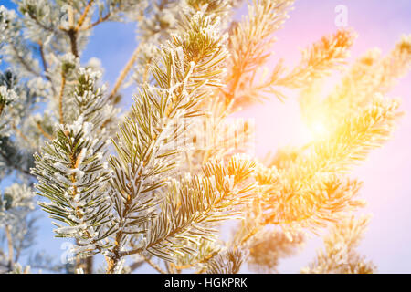 Les branches d'arbres contre le ciel bleu Banque D'Images