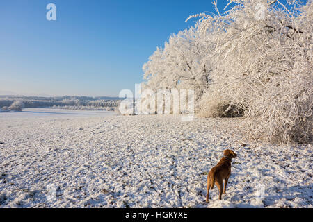 Paysage d'hiver avec chien - Bavière, Allemagne Banque D'Images