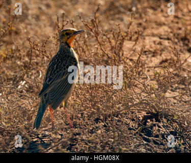 La Cape Longclaw (Macronyx capensis) ou Orange Throated Longclaw Banque D'Images