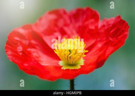 Papaver nudicaule 'Party Fun' - fleur de pavot d'Islande. Banque D'Images