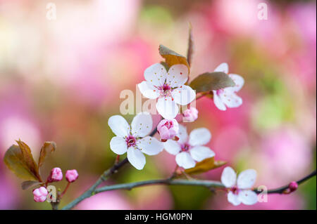 Prunus cerasifera 'Nigra' - Black Cherry Plum Banque D'Images