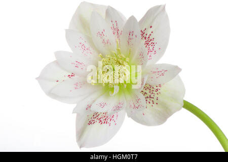 High-key image d'un printemps fleur Hellebore également connu sous le nom de la rose de Noël ou de Carême, image prise sur un fond blanc. Banque D'Images