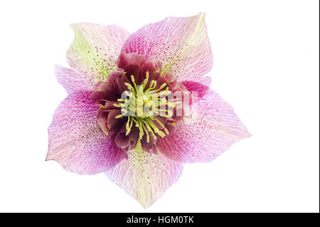 High-key image d'un printemps fleur Hellebore également connu sous le nom de la rose de Noël ou de Carême, image prise sur un fond blanc. Banque D'Images