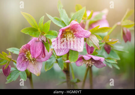 Floraison de printemps fleurs Hellebore rose également connu sous le Lenten rose ou rose de Noël,. Banque D'Images