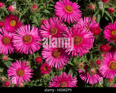 La fin de l'été la floraison - Aster Rose Banque D'Images