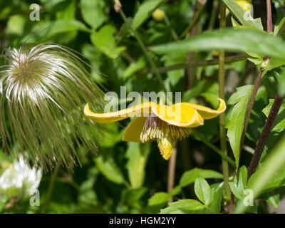 Clématites tangutica floraison fin d'été Banque D'Images