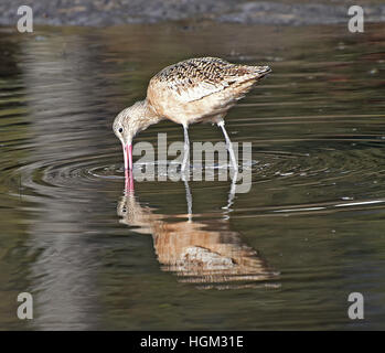 La Barge marbrée (Limosa fedoa) nourrir le long de la côte de Californie. Banque D'Images