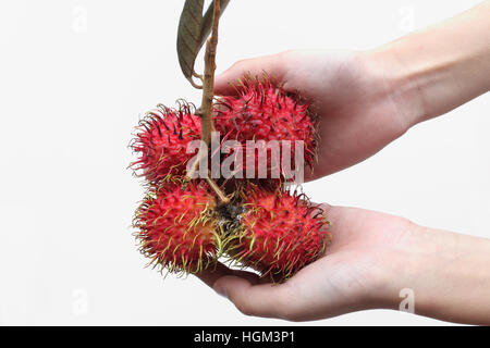 Nephelium lappaceum main holding fresh ou également connu sous le nom de fruits ramboutan contre isolé sur fond blanc Banque D'Images