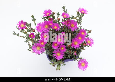 Mesembryanthemum Blueberry Rumble ou connu comme Lampranthus Blueberry against white background Banque D'Images