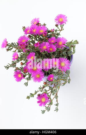 Mesembryanthemum Blueberry Rumble ou connu comme Lampranthus Blueberry against white background Banque D'Images