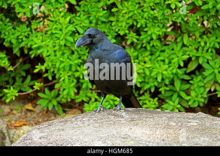 Crow japonais sur un rocher Banque D'Images