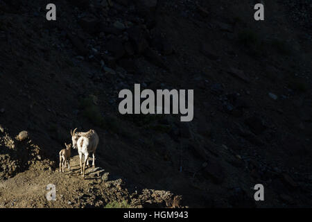 Momma goat (ewe) debout sur une crête, à regarder en arrière vers son agneau. Ils se tiennent sur la crête au soleil tandis que le reste de la trame est dans l'ombre. Banque D'Images
