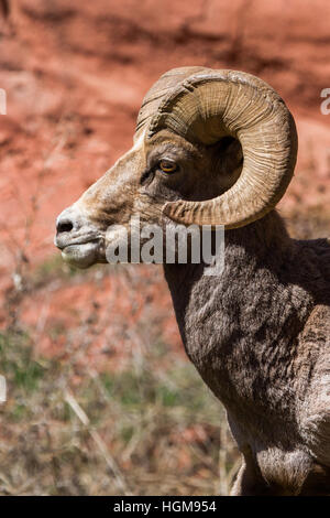 Un mouflon mature avec une boucle dans ses cornes se dresse fièrement en face d'une falaise de roche rouge dans le centre du Colorado. Banque D'Images