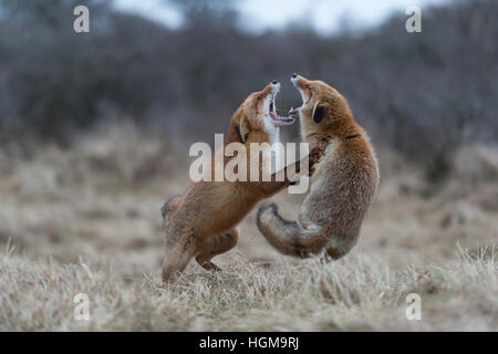 Le Renard roux / Rotfuechse ( Vulpes vulpes ) en dur combat, combat, debout sur ses pattes, se mordant les uns les autres, tout en rut. Banque D'Images