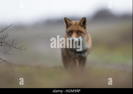 Red Fox / Rotfuchs ( Vulpes vulpes ) en hiver, la fourrure provenant d'une colline, vue frontale, shot, lumière douce et des couleurs. Banque D'Images