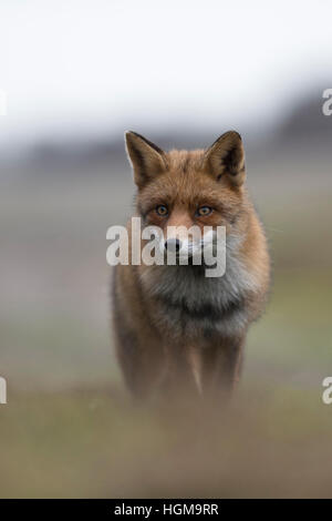 Red Fox / Rotfuchs ( Vulpes vulpes ) en hiver, la fourrure provenant d'une colline, vue frontale, shot, lumière douce et des couleurs. Banque D'Images