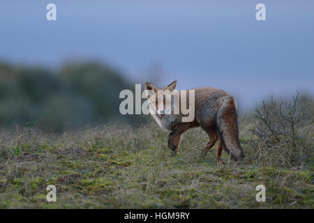 Red Fox (Vulpes vulpes) en tournant autour, se dresse sur une petite colline, tard dans la soirée, avec l'armée avant, belle fourrure d'hiver. Banque D'Images